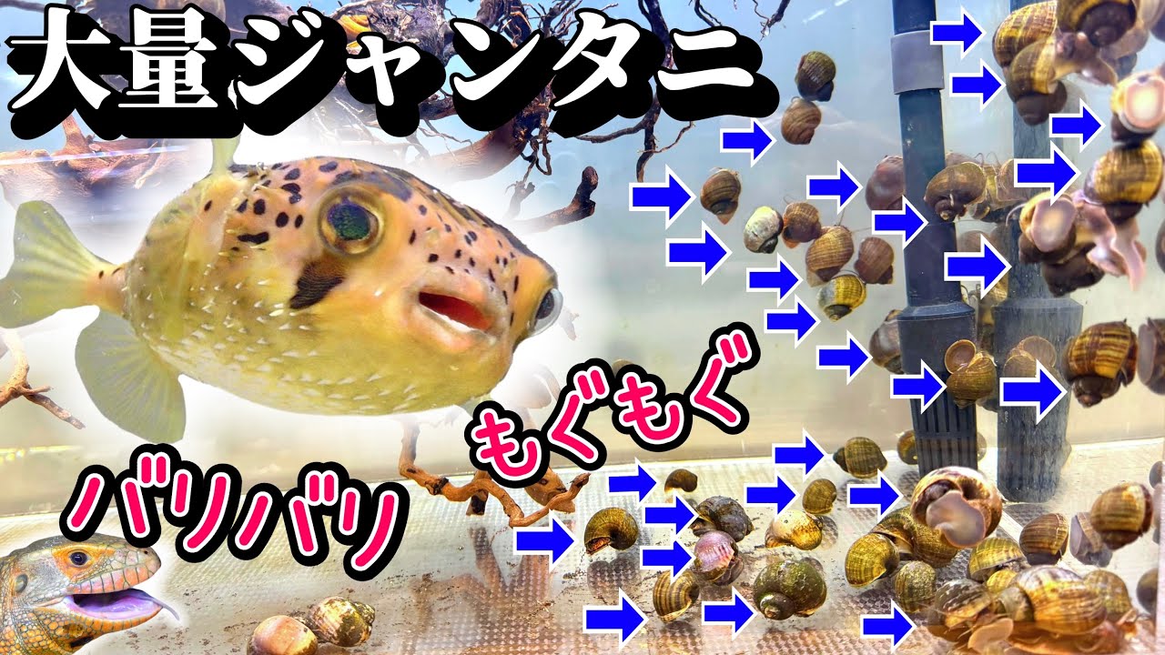 ジャンボタニシを噛み砕く生物たちがスゴイ…【ASMR】