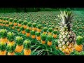 How pineapples is made  pineapples farming