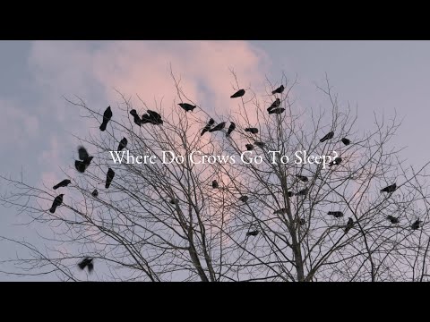 Video: Ako hniezdia vrany?