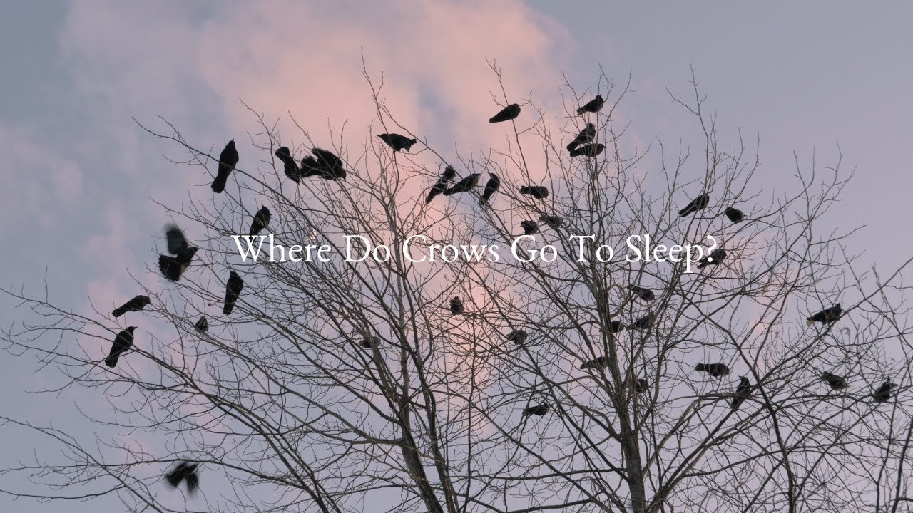 Where Do Crows Go To Sleep? An Incredible Sight To See In Vancouver