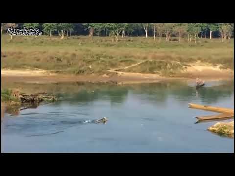 Vídeo: Ataque De Crocodilo - Visão Alternativa