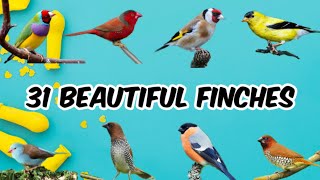 Top 31 Most Beautiful Finches - VJ PET&#39;S KPM