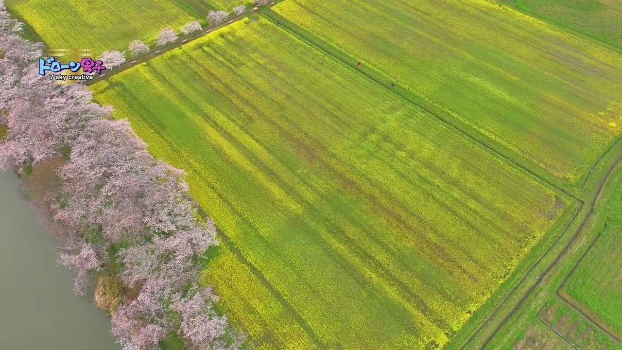 関西！奈良県橿原市・藤原宮跡で菜の花と桜が共演！ドローン男子空撮