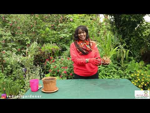 Video: Indoor hymenocallis flower: home care