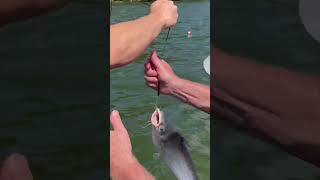 Catfish at Pickwick, all sorts of weather ☀️ ⛈️