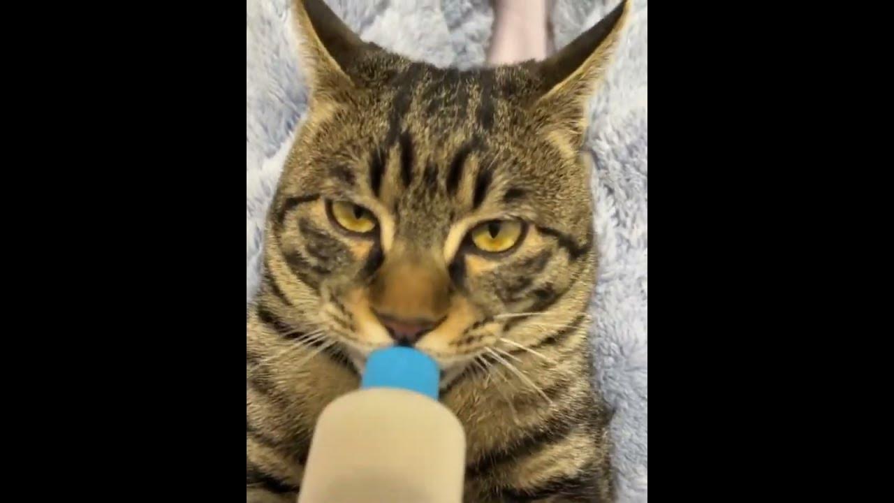 baby-cat-eating-milk-big-baby