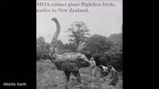 THE MOA  - Extinct Giant Flightless Bird of Aotearoa / New Zealand