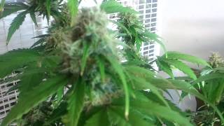 G13 Labs Auto AK CFL Grow Box