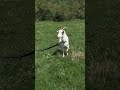 My goat