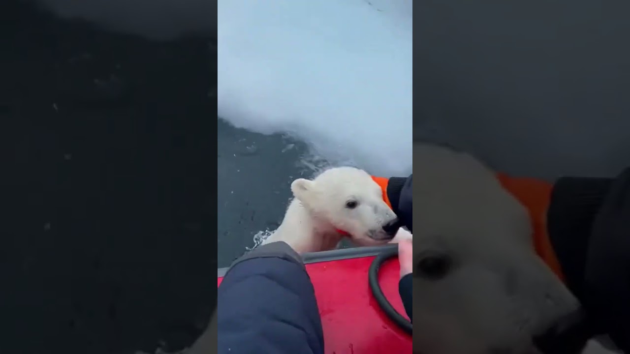 Heart-Stopping Rescue