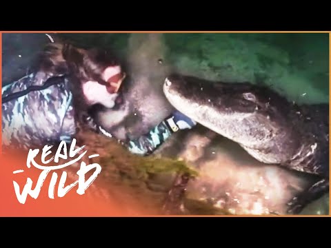 Swimming With Alligators In Deep Marshes (Wildlife Documentary) | Savage Wild documentary thumbnail