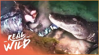 SWIMMING WITH ALLIGATORS IN DEEP MARSHES