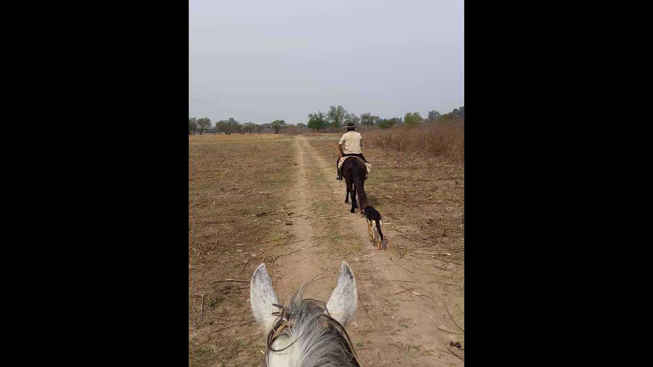 Horse riding the end: Een eigen paard en honden?@Salta, Finca Valentina, Argentina