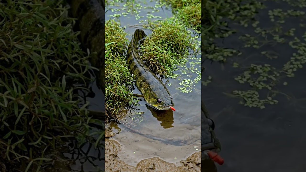 🤯 CRAZY FISH BITE! Bait Gets INSTANT Reaction! 🎣 You Won't Believe It! 🔥