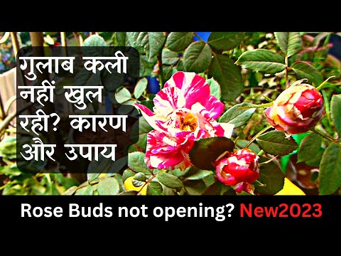 वीडियो: गुलाब की कलियाँ क्यों नहीं खुलतीं - गुलाब की कलियों के बॉलिंग के बारे में जानकारी