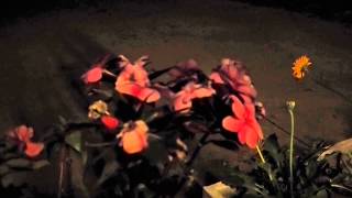 Tim Jack in Thailand - What Would Love Do Now? (Jason Mraz Cover)