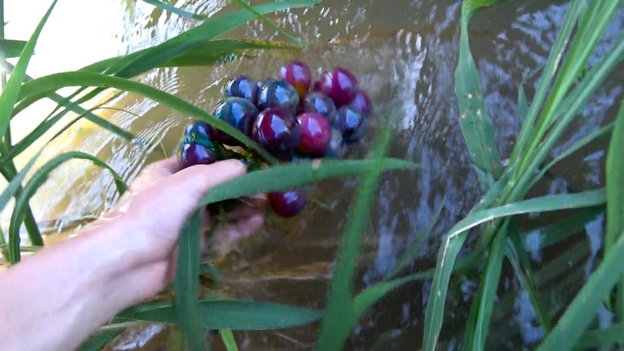 この川ぶどう流れてくる