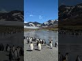 #kingpenguin #penguin #birds #birdsounds #animals #animalshorts #wildlife #natureza #nature #wild