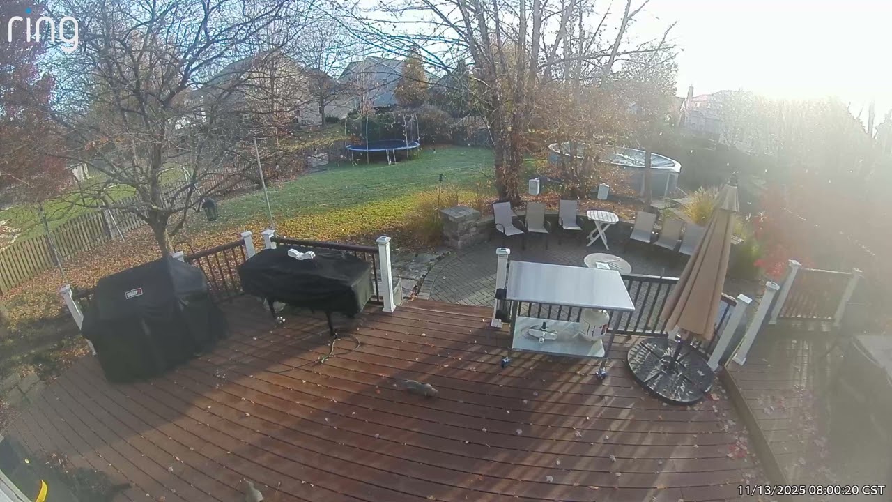 Bad squirrely squirrel, climbing on my window screens and scratching at my back door again. 