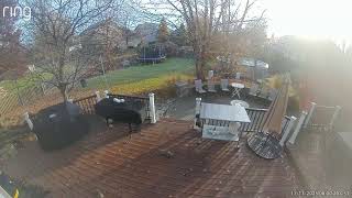 Bad squirrely squirrel, climbing on my window screens and scratching at my back door again. 