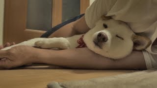 柴犬と一緒に睡眠BGMを聞いたらウトウトしてる姿がめちゃくちゃ可愛かった！