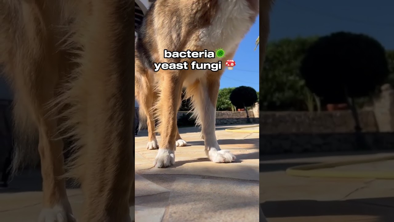 🐶 Why do dogs' paws smell like popcorn? 🍿🐾