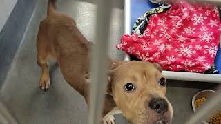 acs A679235