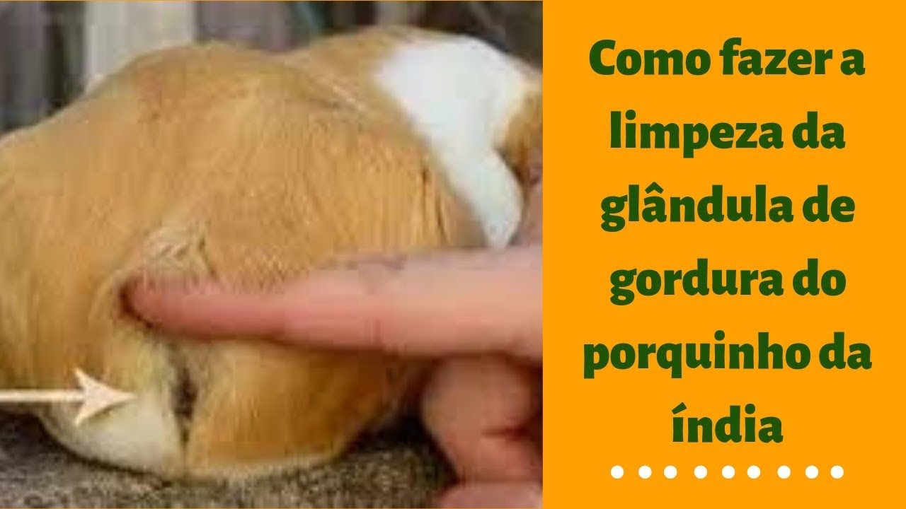 Como fazer a limpeza da glândula de gordura do porquinho da índia