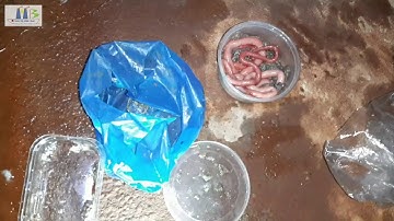 Câu cá sông mương chuối lên toàn cá độc và lạ//dân dã miền quê official