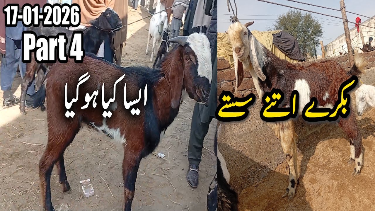 Kotla Maveshi Mandi Ka Haal | Aaj Ke Latest Rates