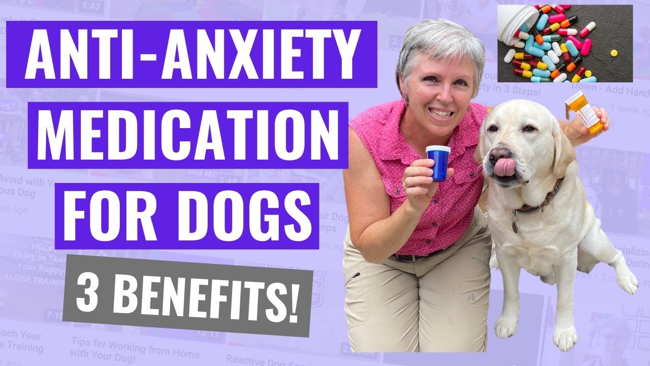 Are There Over The Counter Anxiety Meds For Dogs?