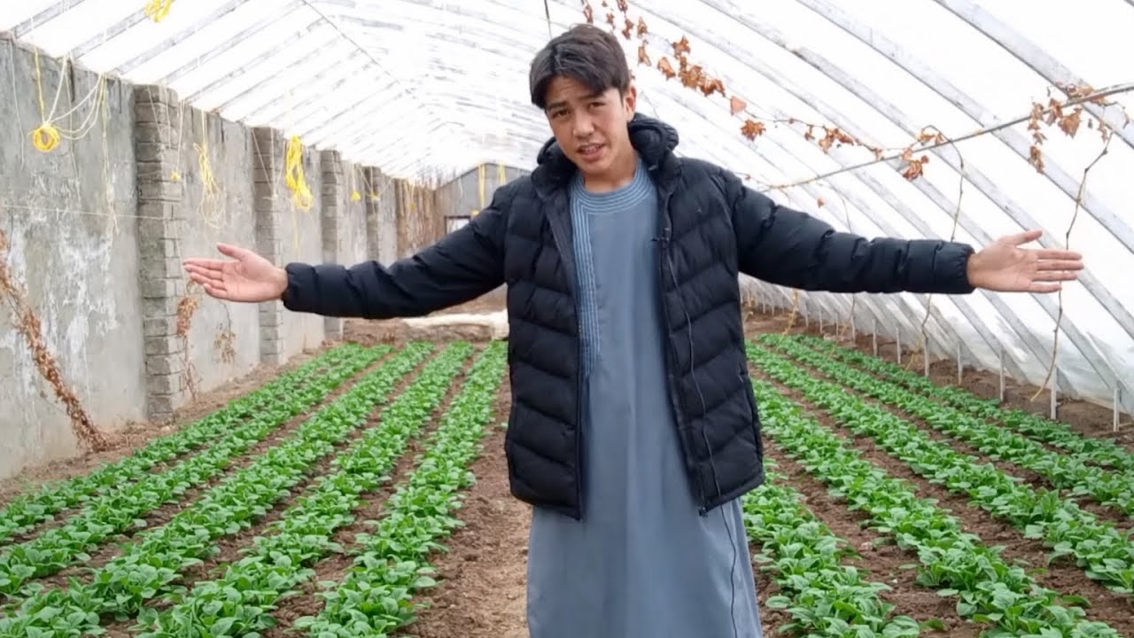 گلخانه های نسل جدید | کشت گلخانه ای در زمستان | تحول در کشاورزی نوین 