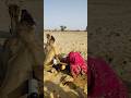 مشهد مؤلم وشجاعة الفتاة عندما أزالت الجسم العالق من ذيل الجمل وأعادته إلى طبيعته