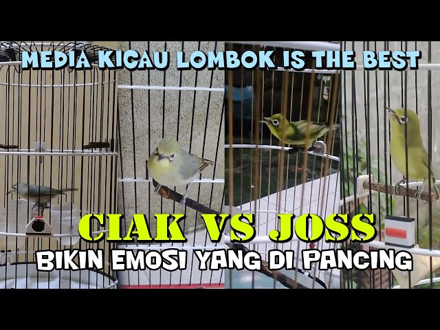 CIAK VS JOSS BIKIN GACOR YANG DI PANCING - MEDIA KICAU LOMBOK class=