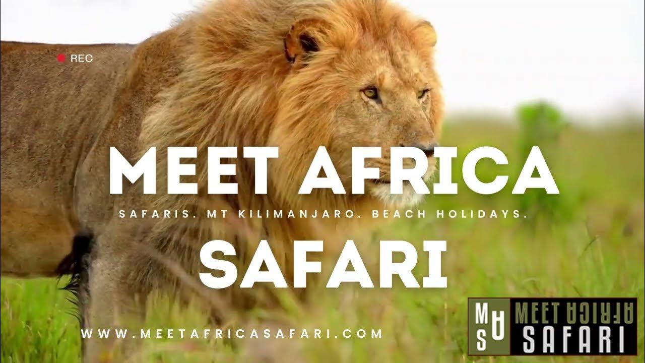 Meet Africa Safari YouTube