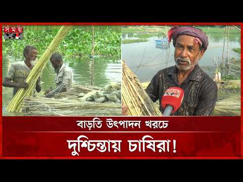 বাম্পার ফলনেও মুখে হাসি নেই পাট চাষিদের, ন্যায্য দাম নিয়ে শঙ্কা | Jute | Gaibandha News | Somoy TV