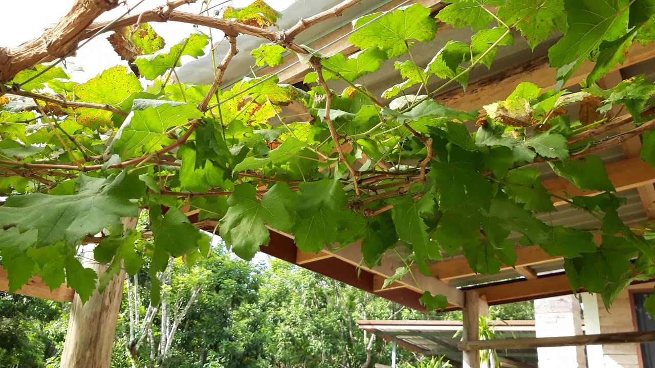 องุ่นภาคใต้ สะสมอาหารสร้างตาดอก