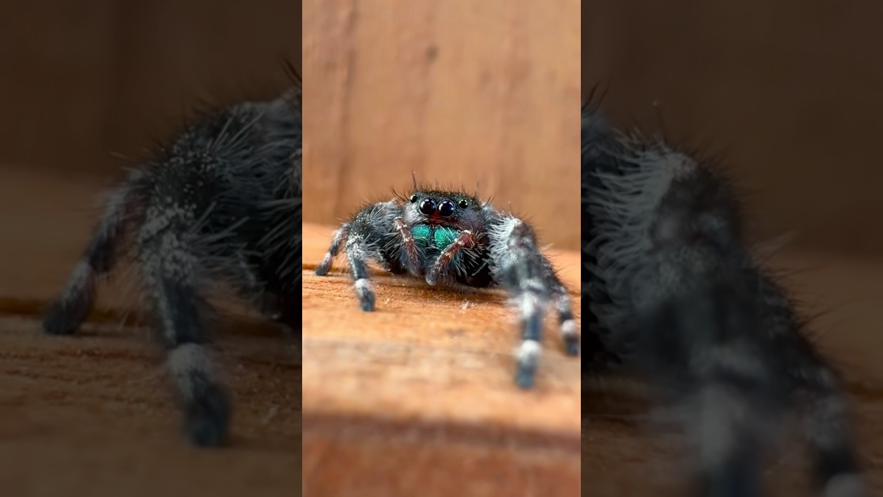 look at him 🕷️✨