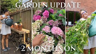 Garden Update 2 MONTHS ON | Potato development, Tomato Tips, Vegetable & Herb Updates