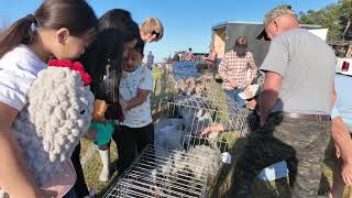 Amherst Animal Swap - September 2025