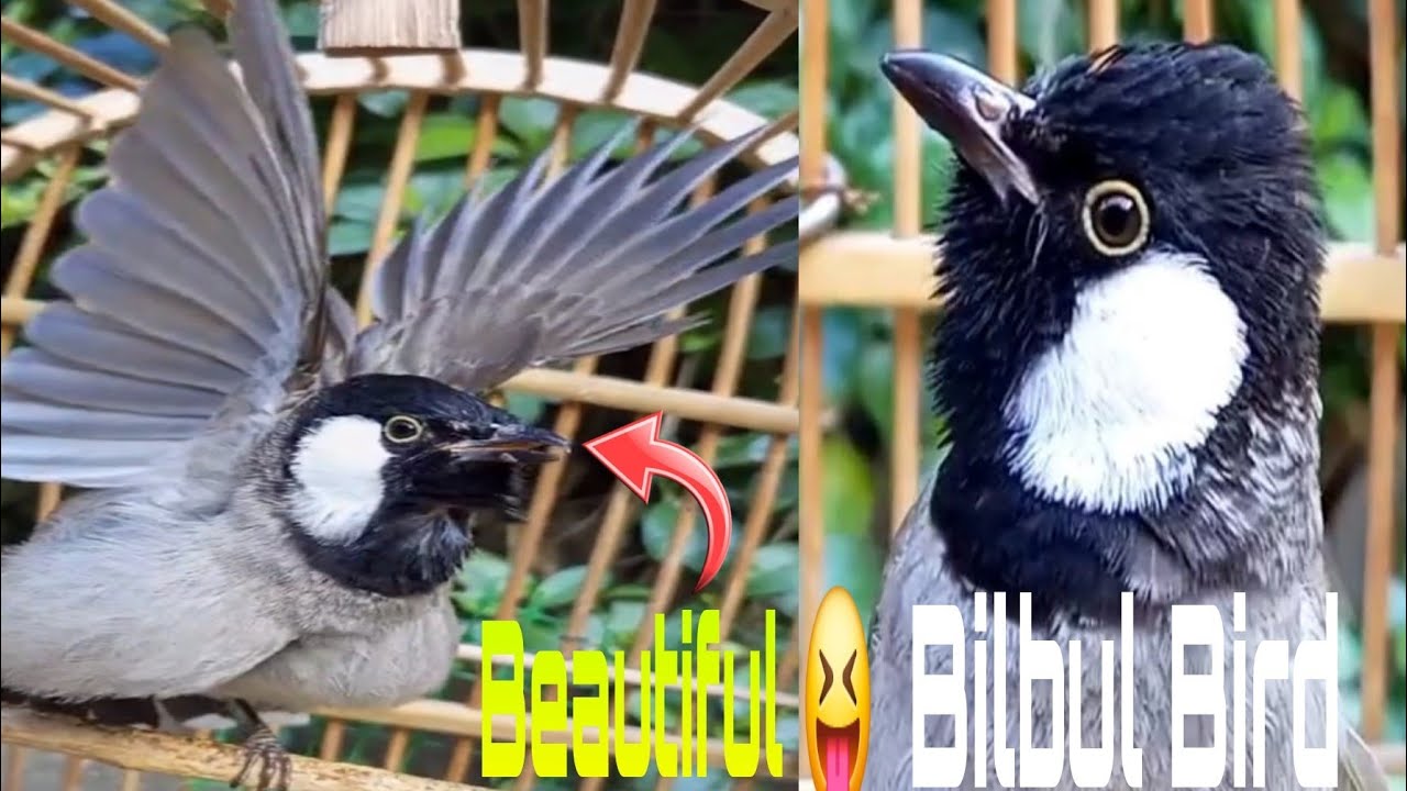 😝 Beautiful and Beautiful | 