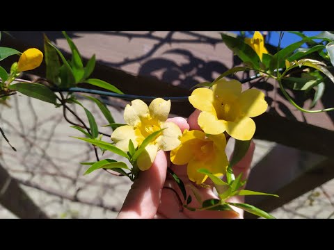 Vídeo: Jardim De Flores No Outono