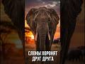 Слоны хоронят друг друга… и даже людей #слоны #животные #факты #shorts #природа