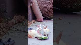 Rabbit Farm Life 🐰 | Baby Rabbits & Daily Routine