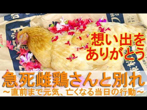 急死雌鶏さんと別れ～直前まで元気、亡くなったニワトリの当日の行動～