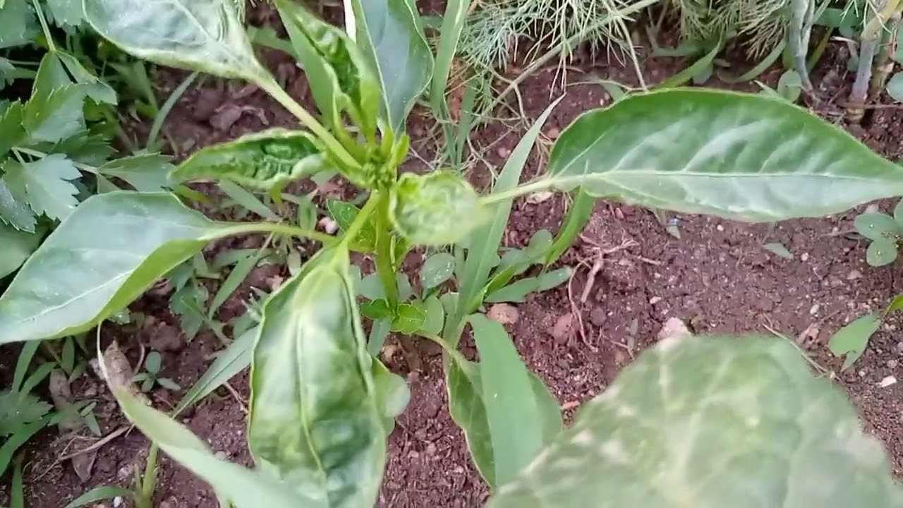 اعراض الاصابه بالتربس فى الفلفل ومواعيد الاصابه من السنه