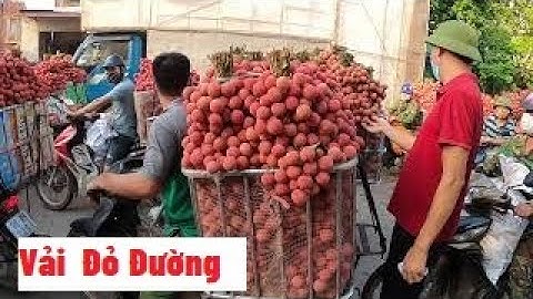 Ngã Ba Áp - Tân Quang Vải Đỏ Đườn - Giá Bất Ngờ I Vải Thiều Lục Ngạn I Luc Ngan Litchi