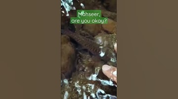 Mahseer, are you okay? - Tanago / Micro Fishing #shorts #microfishing #tanagofishing #mancingtanago