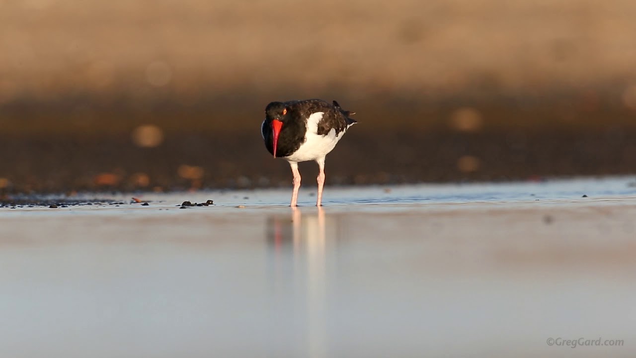 American Oystercatcher feeding