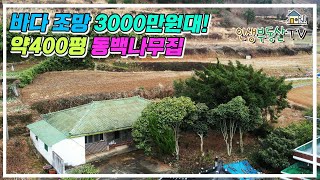 약 400평 멋진 바다뷰!오래된 동백 정원의 3000만원대 시골집!